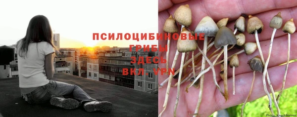 стафф Гусев